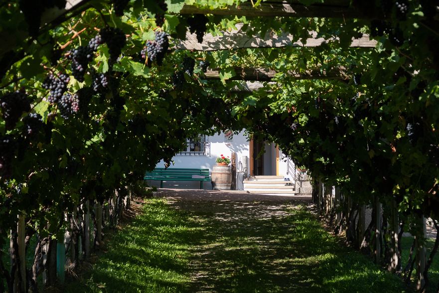 Apfelplantagen im Etschtal